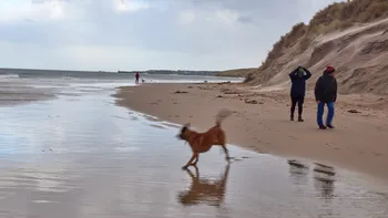 Excited dog on beach.jpg